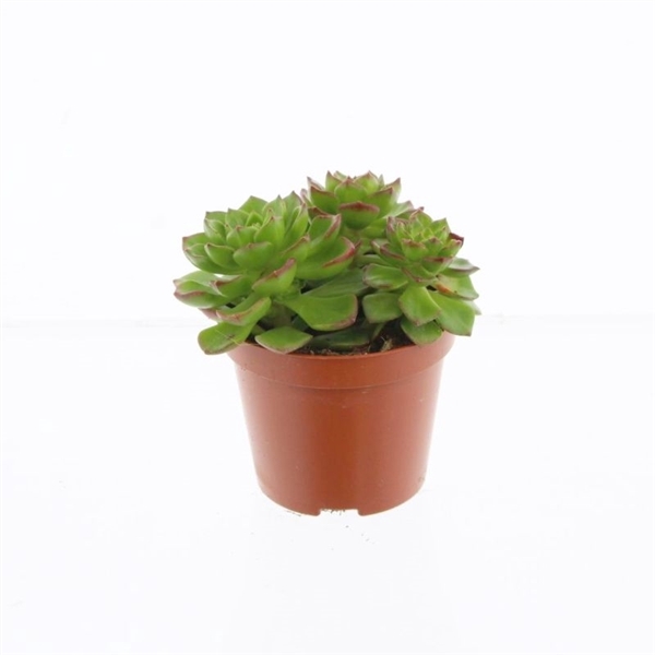 <h4>Echeveria Afines</h4>