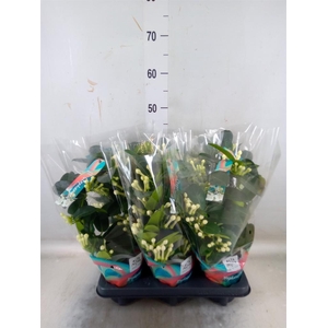 Stephanotis floribunda   ...