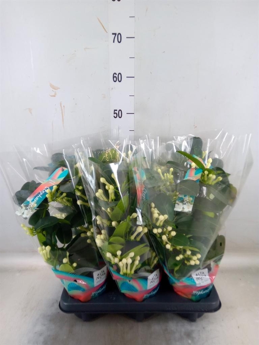 <h4>Stephanotis floribunda   ...</h4>