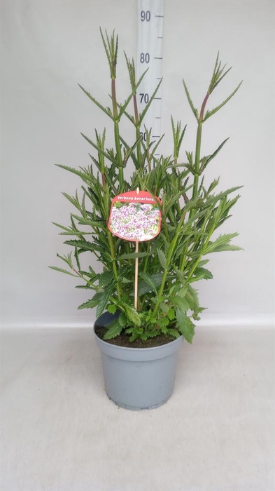 <h4>Verbena bonariensis</h4>