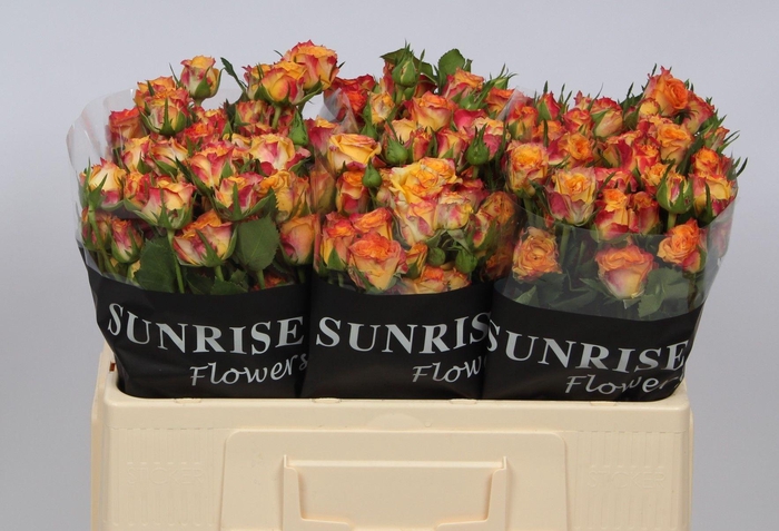 <h4>R TR LAND OF FIRE</h4>