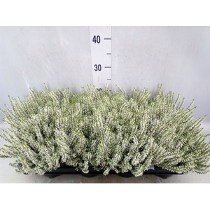 Calluna vulg. 'Garden G Alicia'