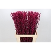 Salix Caprea Snow Flake P. Cerise