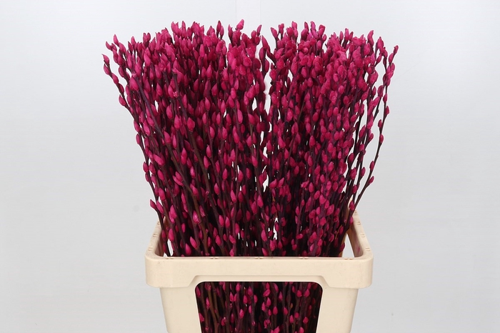 Salix Caprea Snow Flake P. Cerise