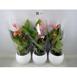 Anthurium andr. 'Joli'