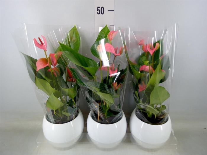 <h4>Anthurium andr. 'Joli'</h4>