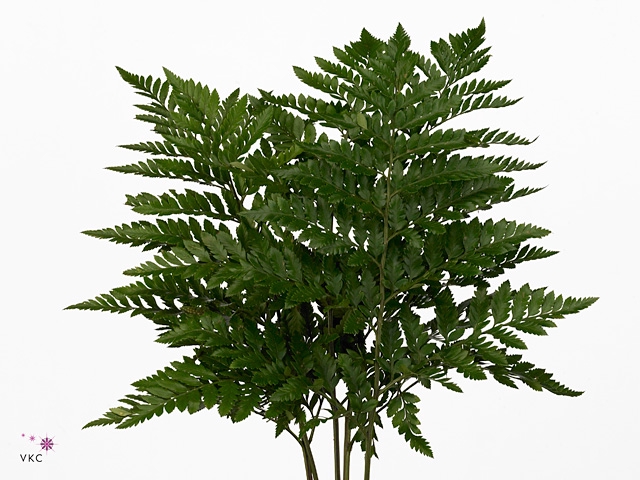 <h4>LEDERVAREN MEDIUM RIO MAR</h4>