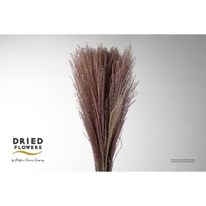 Dried Miscanthus Natural