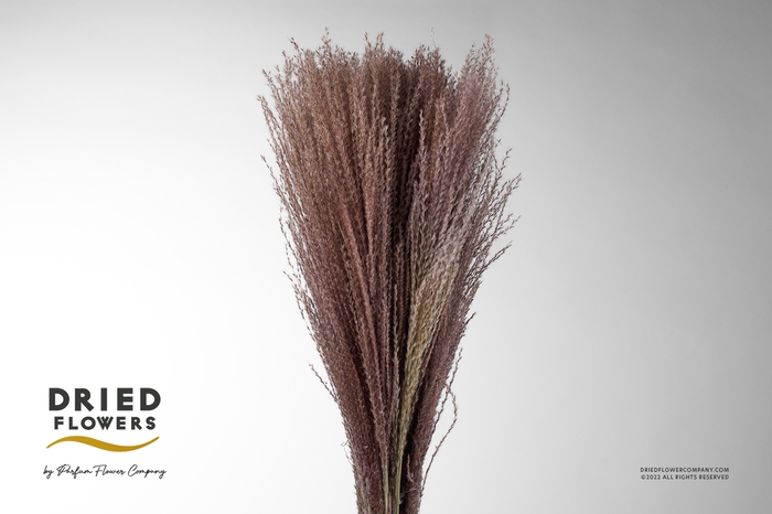 <h4>Dried Miscanthus Natural</h4>