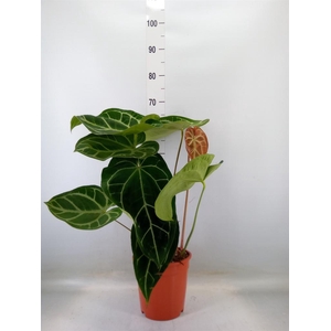 Anthurium clarinervium