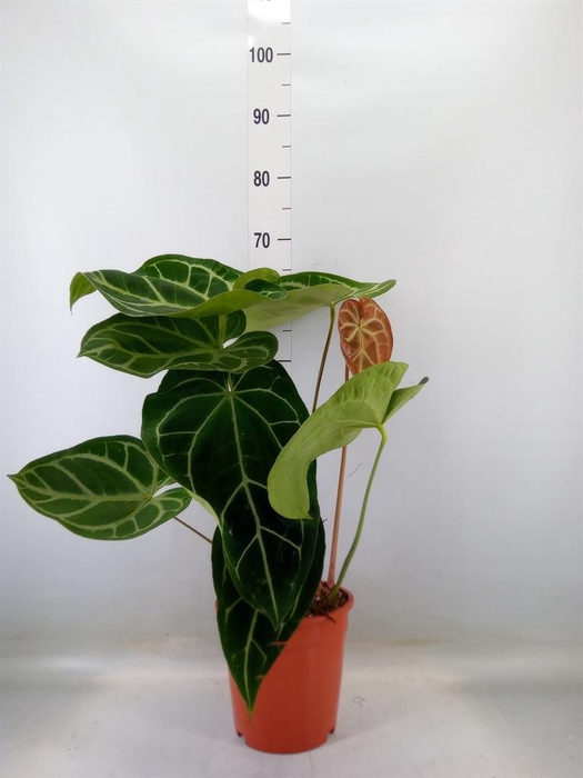 <h4>Anthurium clarinervium</h4>