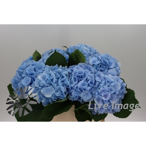 Hydrangea verena blue