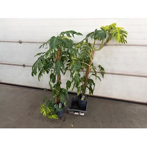 EPIPR CIN GOLDFINGER