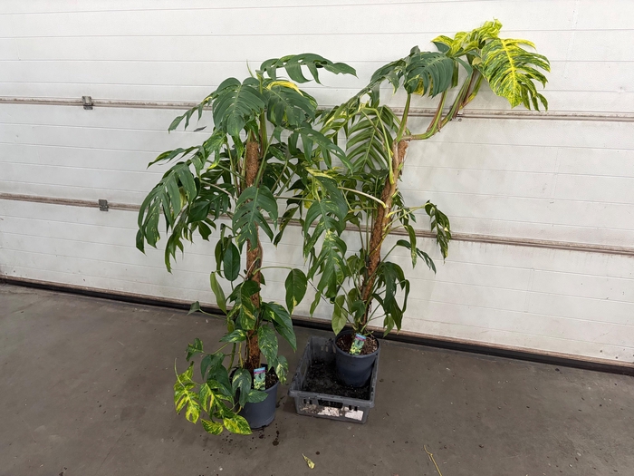 <h4>EPIPR CIN GOLDFINGER</h4>