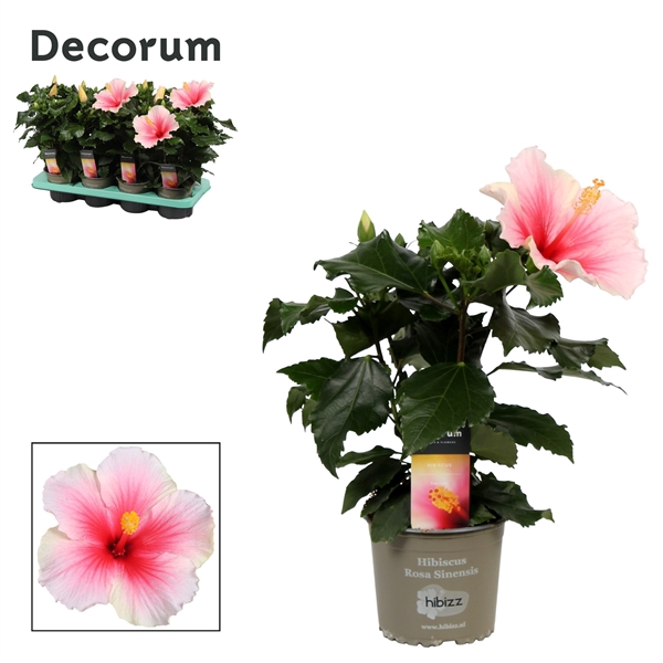 Decorum Hibiscus Geisha bicolor roze/wit