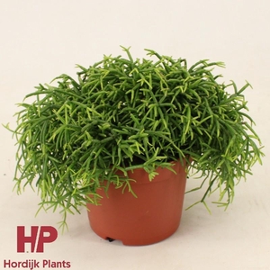 Rhipsalis baccifera 'Oasis'