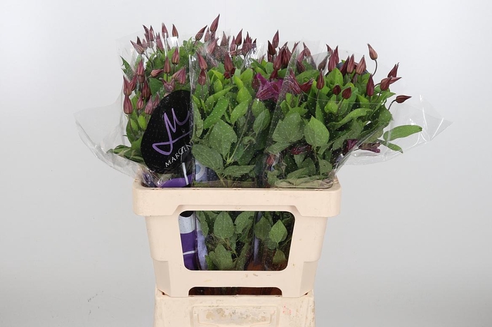 <h4>Clem Amazing Kyiv</h4>