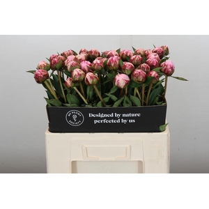 Paeonia Sarah Bernhardt