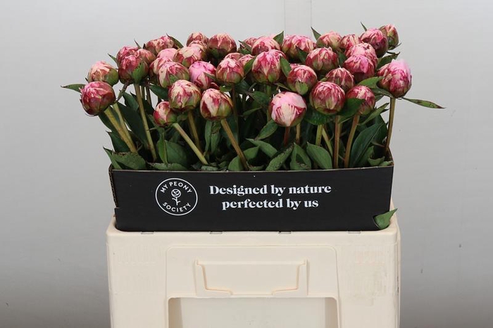 <h4>Paeonia Sarah Bernhardt</h4>
