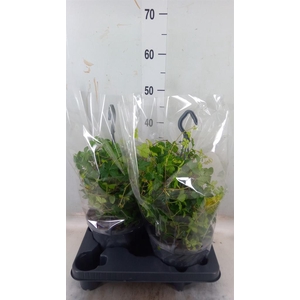 Parthenocissus  'Sugar Vine'