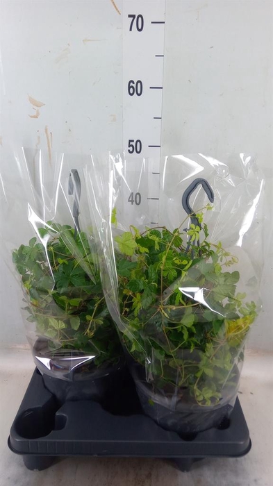 <h4>Parthenocissus  'Sugar Vine'</h4>