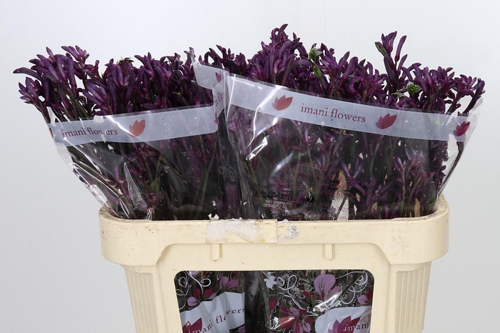 <h4>Anigozanthos Bush Merlot</h4>