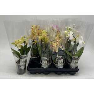 PHAL GEM