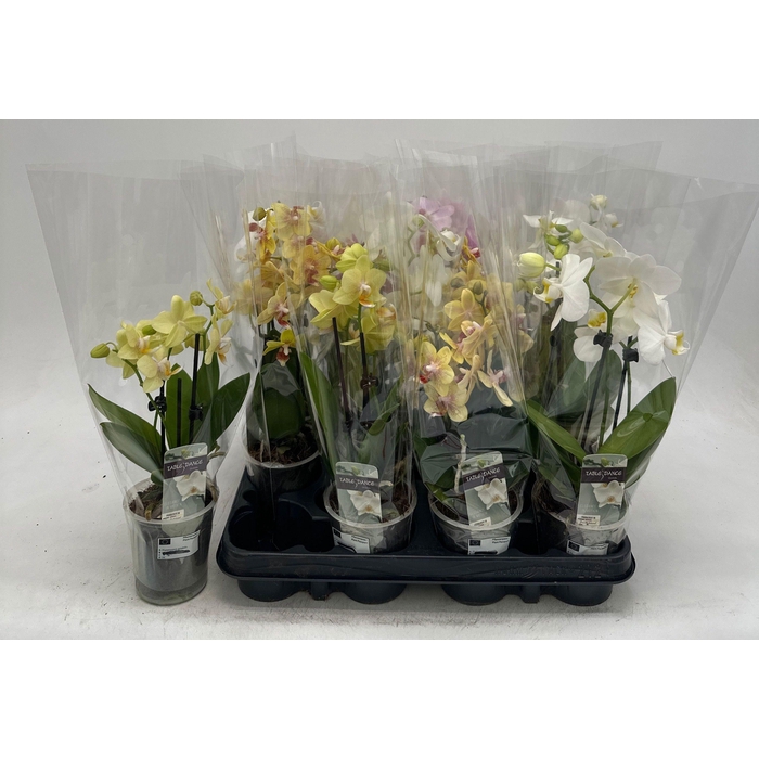 <h4>PHAL GEM</h4>