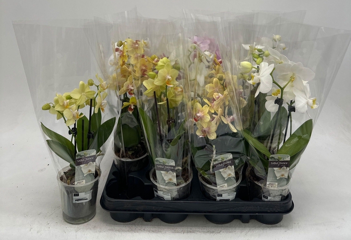 PHAL GEM