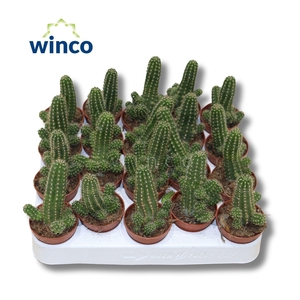 Chamaecereus Silvestrii