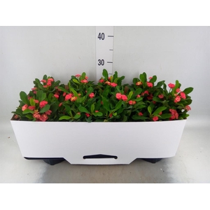 Euphorbia milii 'Vulcanus'
