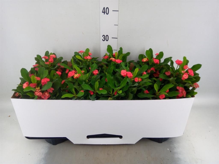 <h4>Euphorbia milii 'Vulcanus'</h4>