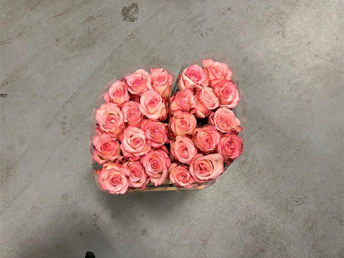 <h4>R GR Paulina Box</h4>