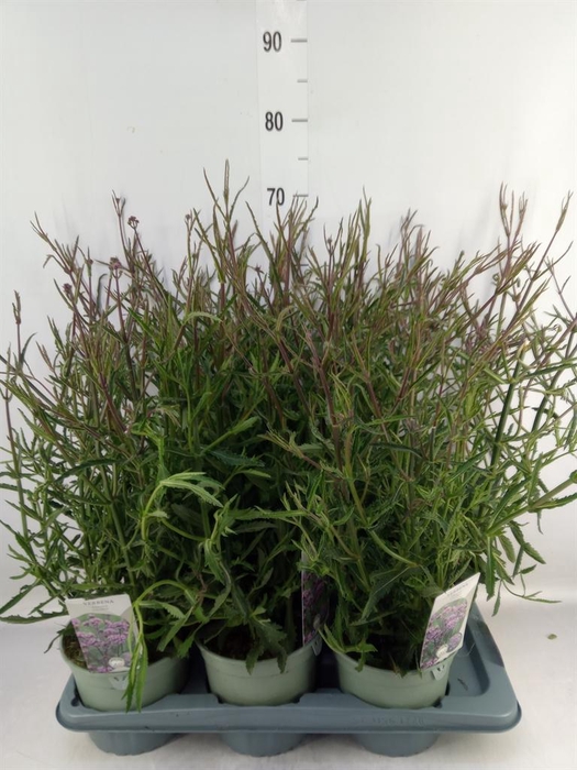 <h4>Verbena bonariensis</h4>
