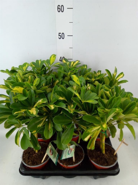 <h4>Schefflera arbor. 'Gold Capella'</h4>