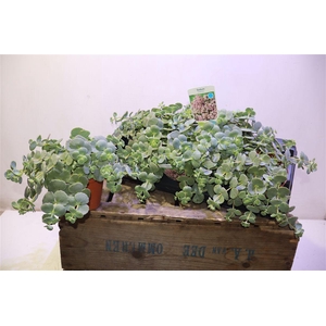 arr8 Sedum Sieboldii