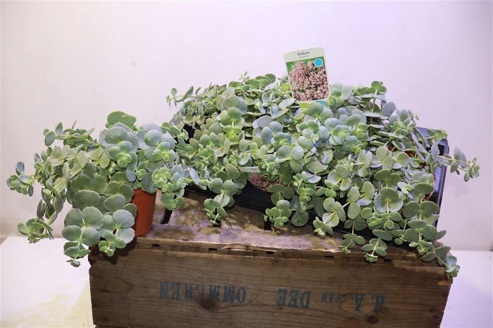 <h4>arr8 Sedum Sieboldii</h4>