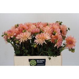 Dahlia Henriette