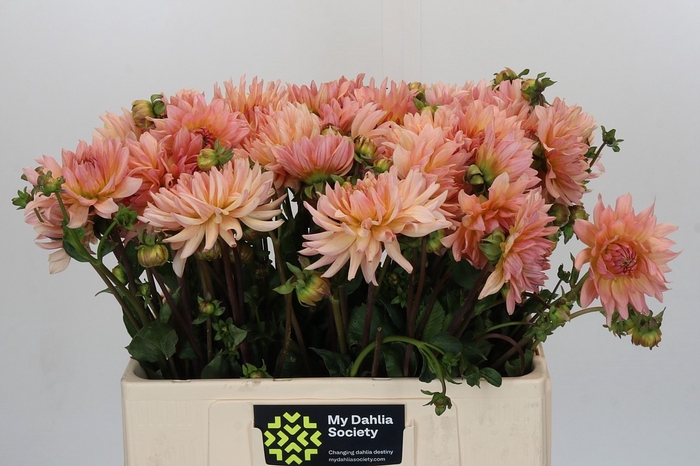<h4>Dahlia Henriette</h4>