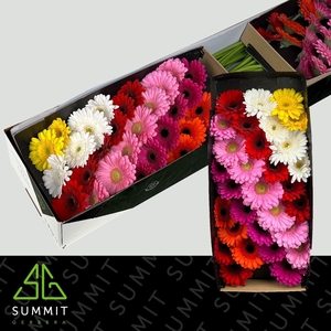 GE MI MIXED SUMMIT FAVORITES DOOS