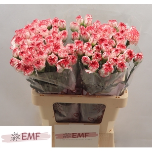 Di St Coralie EMF