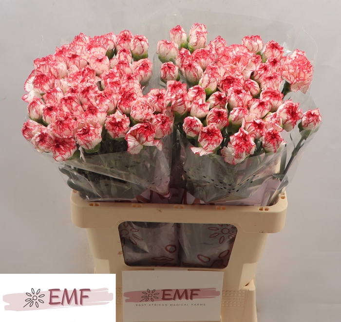 <h4>Di St Coralie EMF</h4>