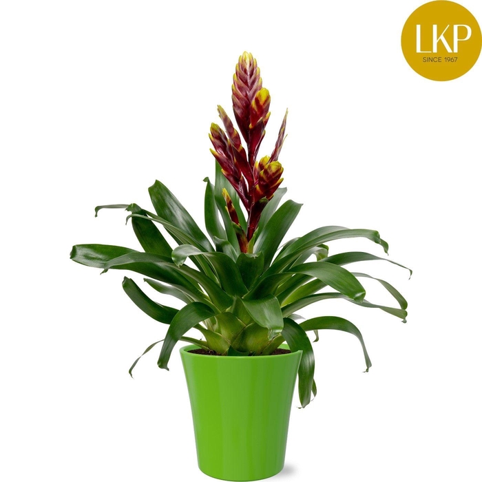 <h4>Vriesea Int Purple Flame Paars Coco</h4>