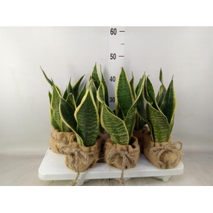 Sansevieria trifa. 'Futura Superba'