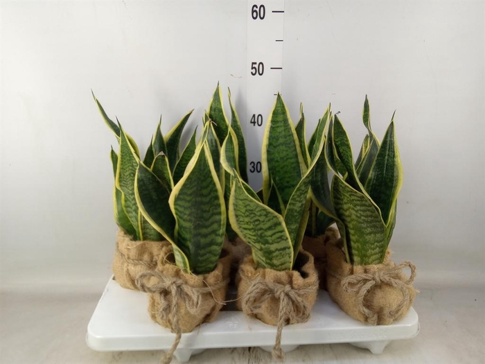 <h4>Sansevieria trifa. 'Futura Superba'</h4>