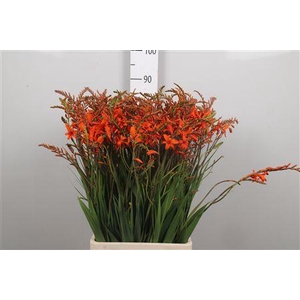 Crocos Elisa
