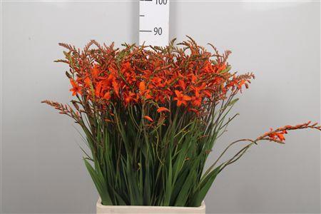 <h4>Crocos Elisa</h4>
