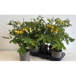 TOMATENPLANTEN