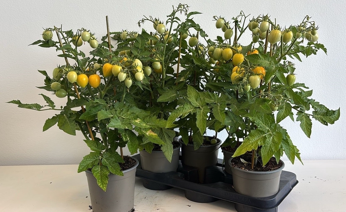 <h4>TOMATENPLANTEN</h4>