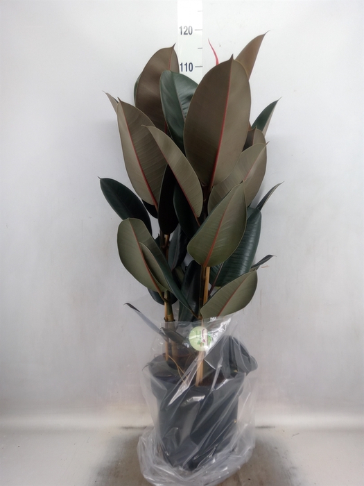 <h4>Ficus elastica 'Abidjan'</h4>